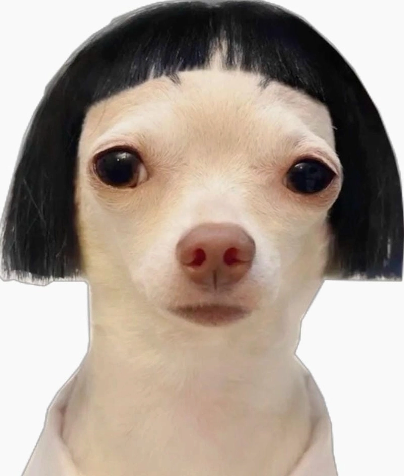 Ảnh meme chó đeo kính râm cool ngầu