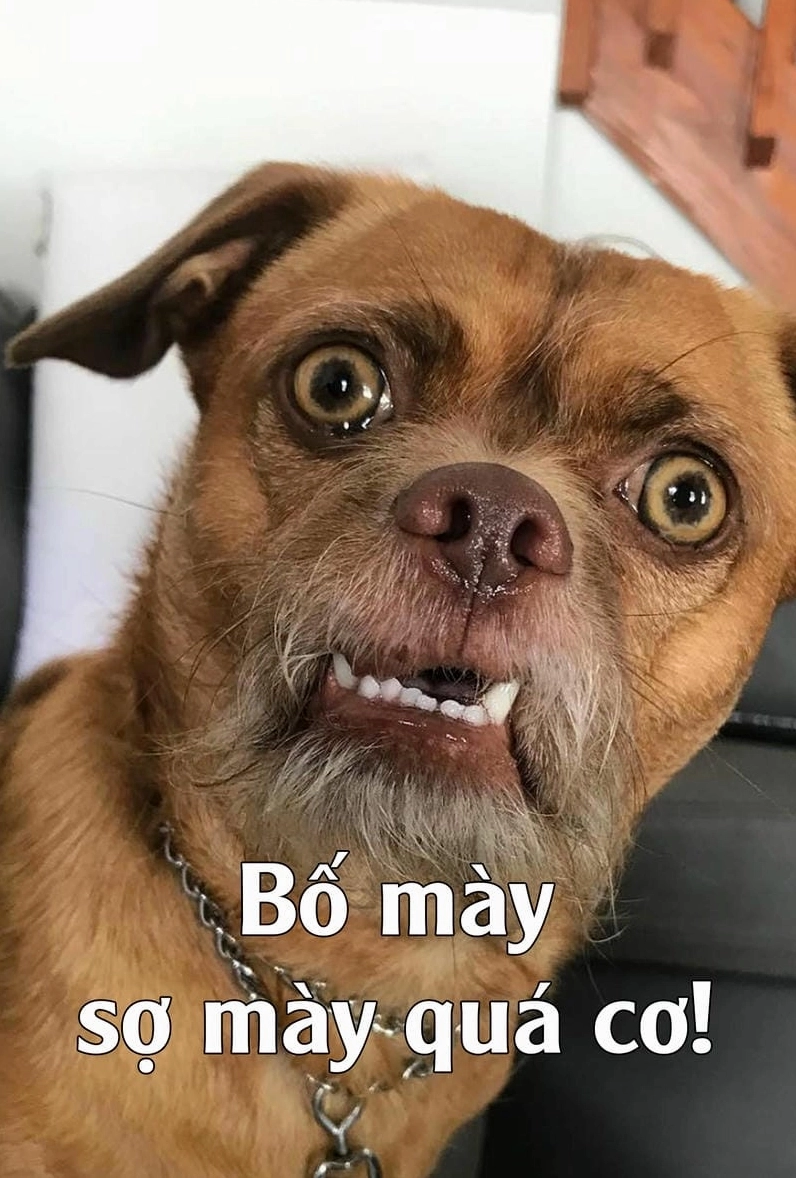 Ảnh meme chó khóc với biểu cảm đáng thương