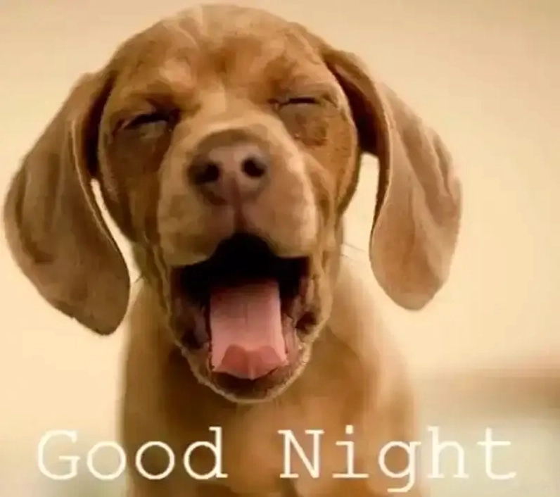 Bộ Sưu Tập Ảnh Meme Chúc Ngủ Ngon Cười Rụng Rốn Cực Đỉnh 2 Ảnh meme chúc ngủ ngon dễ thương với mèo đang ngủ say