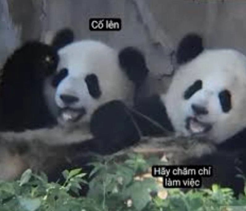 Ảnh meme cố lên gấu trúc giơ tay thể hiện sự quyết tâm