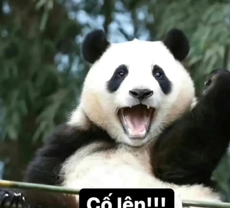 Ảnh meme cố lên gấu trúc mặt buồn nhưng vẫn quyết tâm