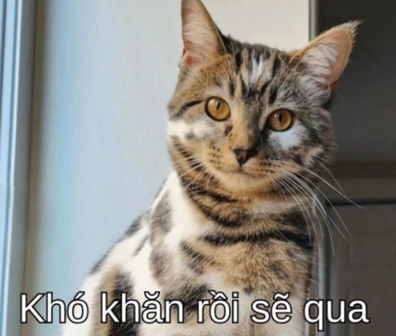 Ảnh meme cố lên mèo đang vượt qua thử thách