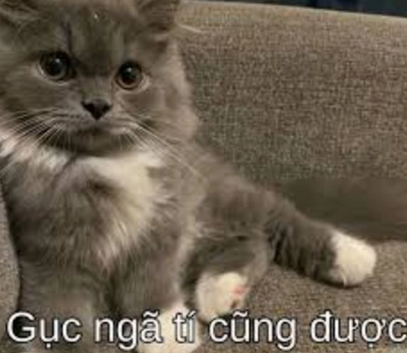 Ảnh meme cố lên mèo với biểu cảm hài hước