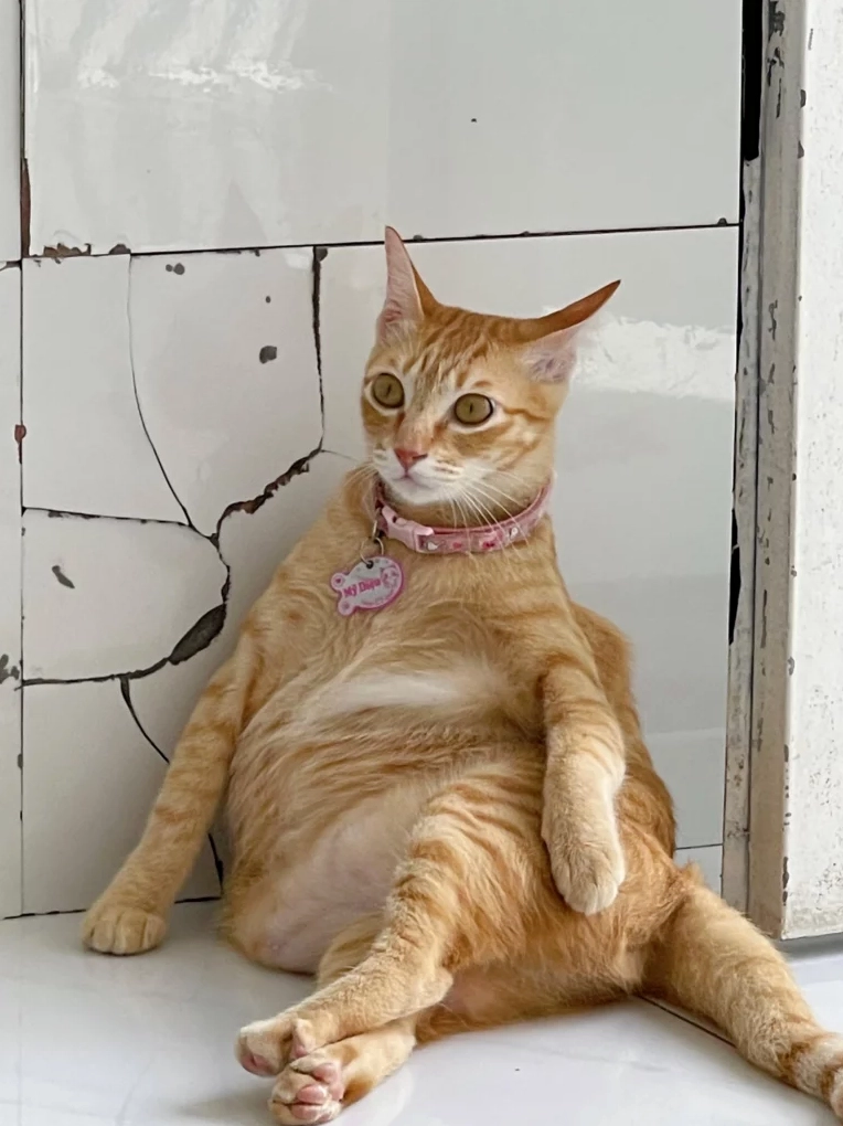 Bộ Sưu Tập Cận Cảnh Ảnh Meme Dễ Thương Đốn Tim Mọi Ánh Nhìn 2 ảnh meme cute của mèo con đang bĩu môi