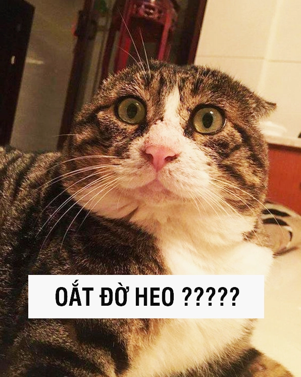Bộ Sưu Tập Cận Cảnh Ảnh Meme Dễ Thương Đốn Tim Mọi Ánh Nhìn 6 ảnh meme cute của mèo mắt tròn xoe ngây thơ