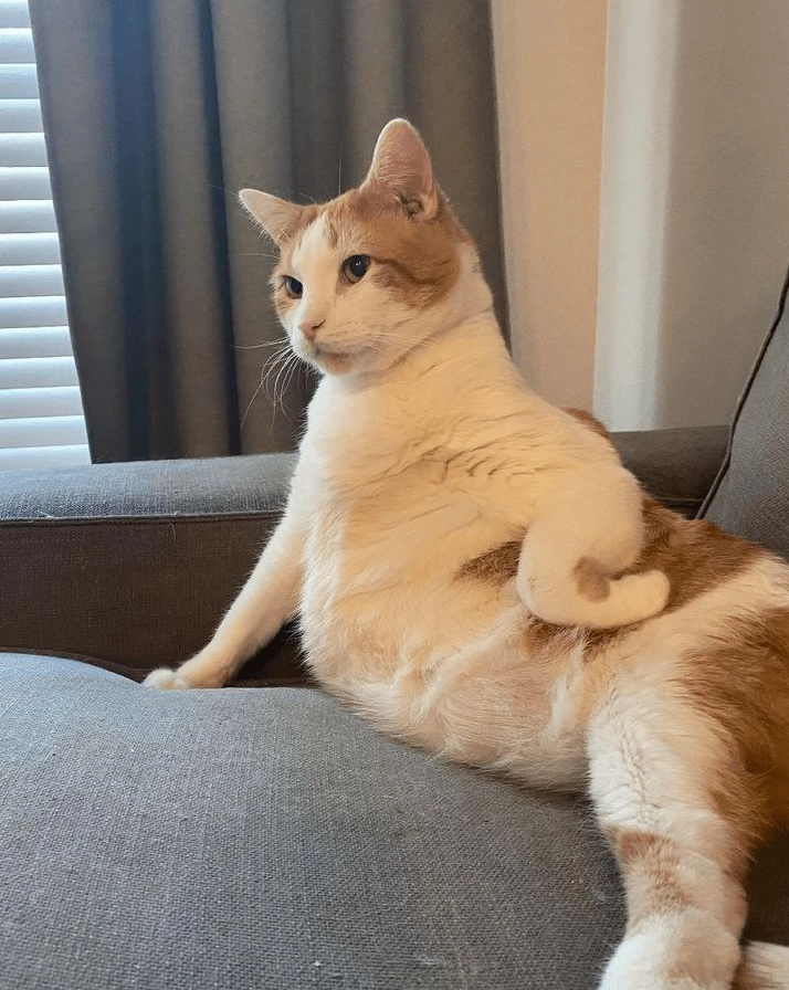 Bộ Sưu Tập Cận Cảnh Ảnh Meme Dễ Thương Đốn Tim Mọi Ánh Nhìn 15 ảnh meme cute mèo vẻ mặt bựa hài hước