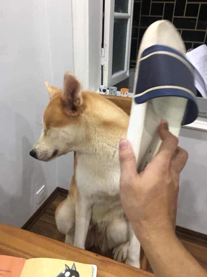 ảnh meme đánh nhau cầm dép với chó