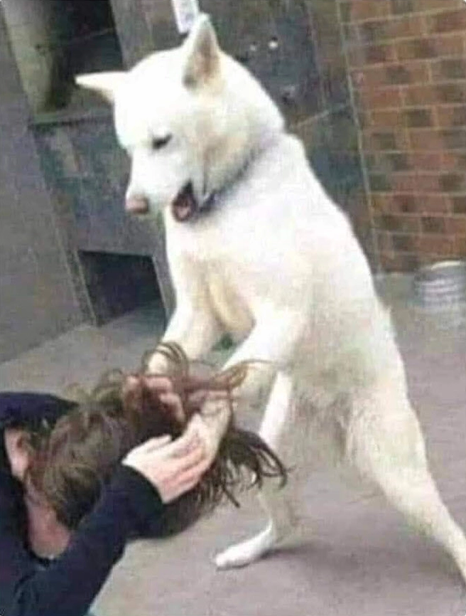 ảnh meme đánh nhau hai chú chó