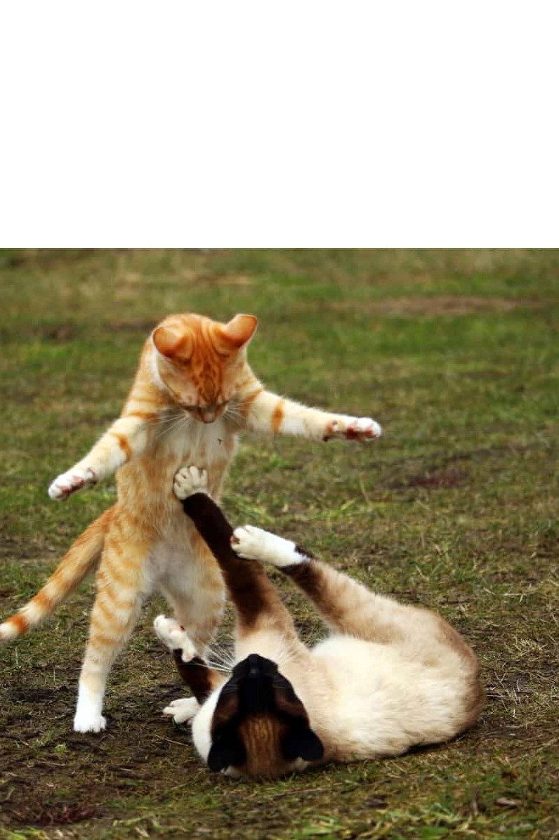 ảnh meme đánh nhau không não