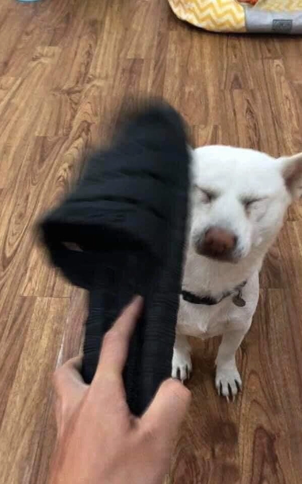 ảnh meme đánh nhau với chó