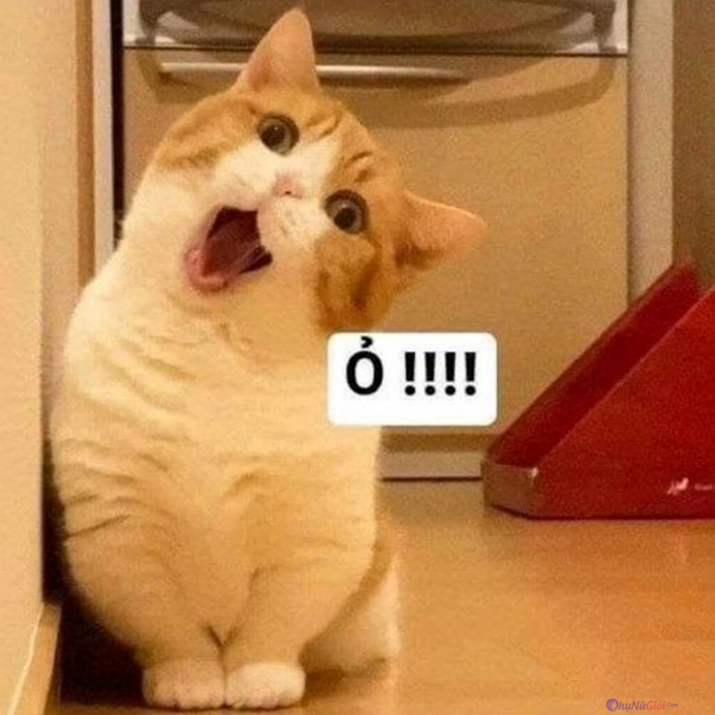 Bộ Sưu Tập Cận Cảnh Ảnh Meme Dễ Thương Đốn Tim Mọi Ánh Nhìn 5 ảnh meme dễ thương chú mèo bất ngờ há hốc mồm