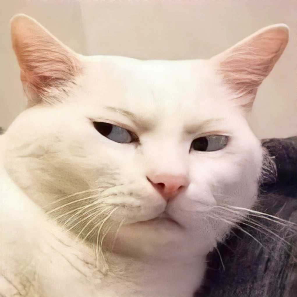 Bộ Sưu Tập Cận Cảnh Ảnh Meme Dễ Thương Đốn Tim Mọi Ánh Nhìn 3 ảnh meme dễ thương mèo biểu cảm mắt lác nhìn chằm chằm