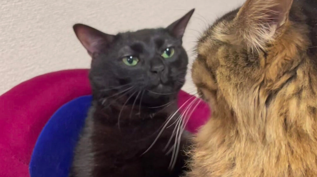 Bộ Sưu Tập Cận Cảnh Ảnh Meme Dễ Thương Đốn Tim Mọi Ánh Nhìn 16 ảnh meme dễ thương mèo con đưa tay xin lỗi