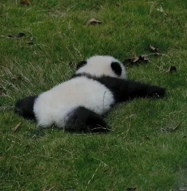 Ảnh meme gấu trúc buồn cười với biểu cảm vừa buồn vừa hài