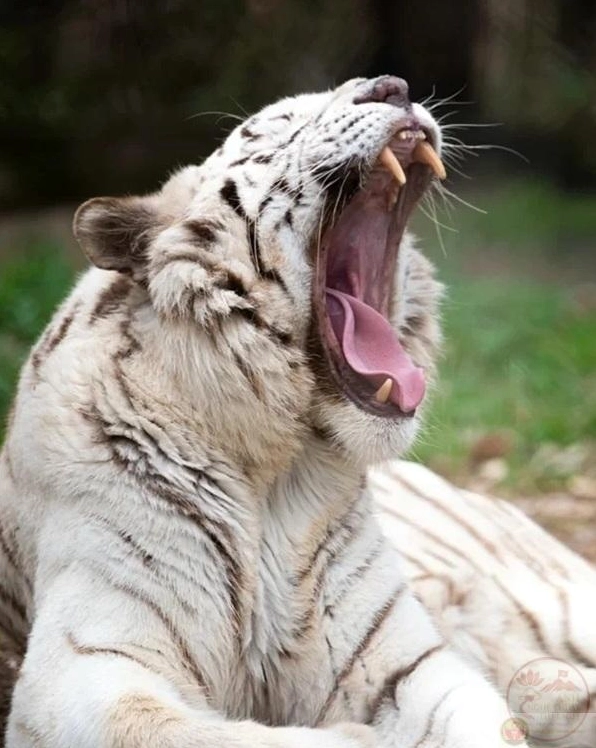 Ảnh meme há mồm chú mèo ngạc nhiên cực độ