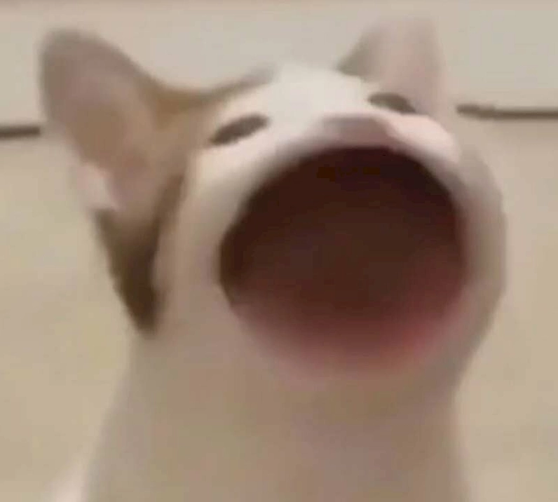 Ảnh meme há mồm của chú mèo đang ngáp lớn