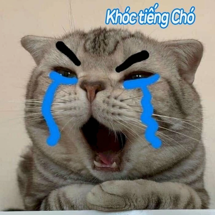 Ảnh meme há mồm của mèo khóc tiếng chó hài hước