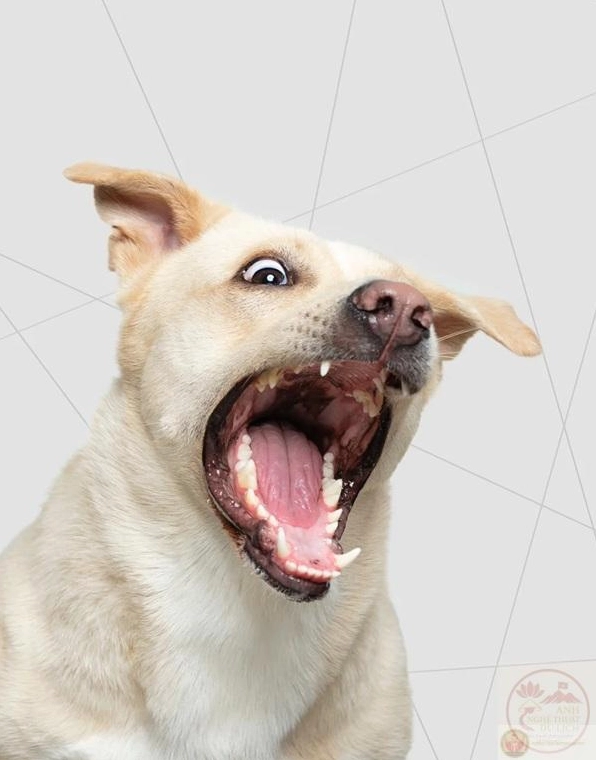 Ảnh meme há mồm động vật hoang dã biểu cảm