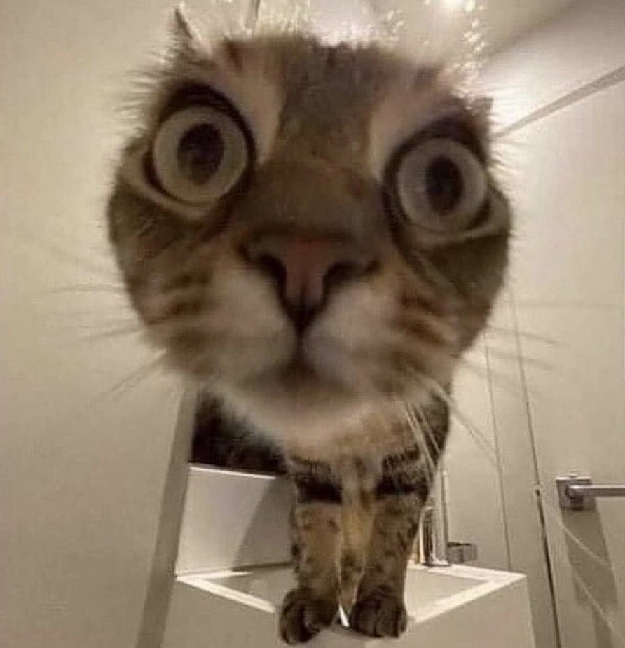 Ảnh meme há mồm mèo bựa biểu cảm buồn cười