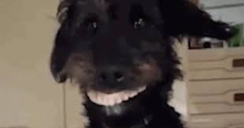 Ảnh meme hài chó cười đen sì đầy ẩn ý