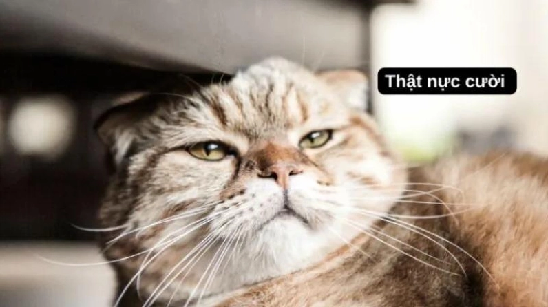 Ảnh meme hài hước dễ thương của động vật