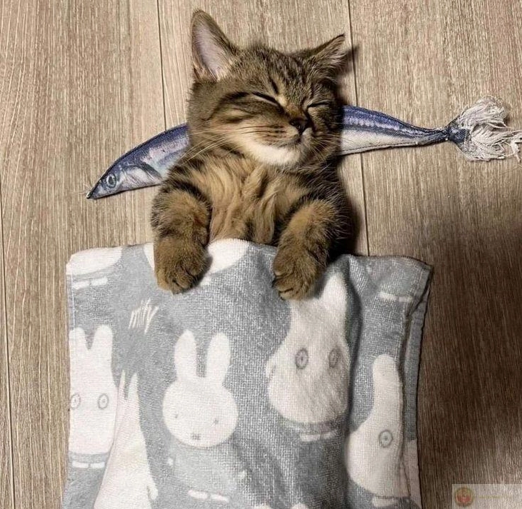 Bộ Sưu Tập Cận Cảnh Ảnh Meme Ngủ Hài Hước Nhất Bạn Từng Thấy 16 Ảnh meme hứa ngủ 10 phút mà chuông báo reo ba lần