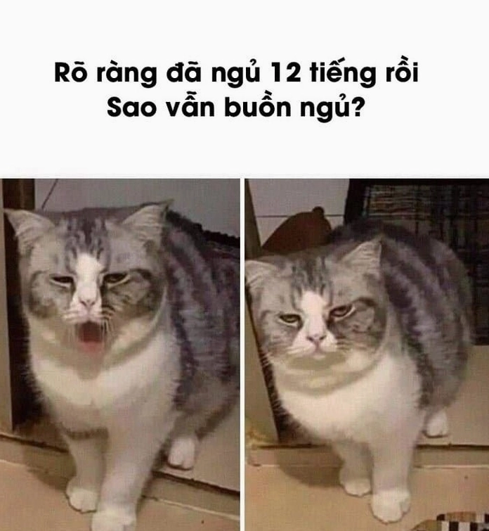 Ảnh meme mèo buồn ngủ cười xỉu khi đang nằm úp mặt