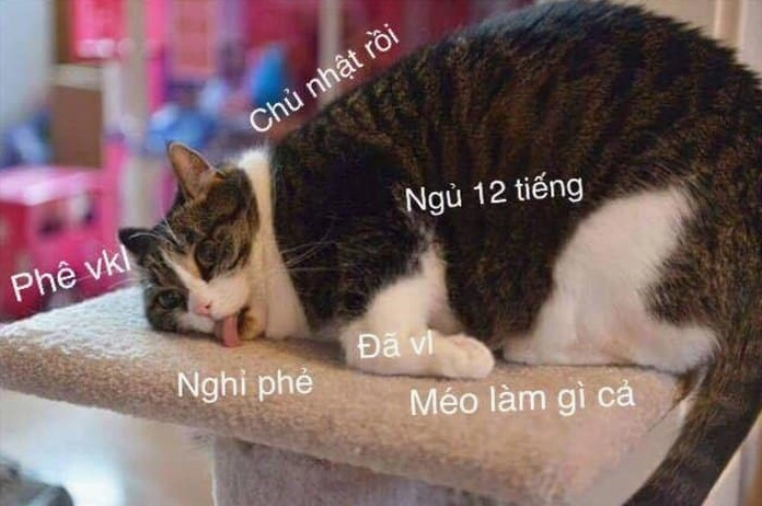 Ảnh meme mèo buồn ngủ với khuôn mặt ngơ ngác