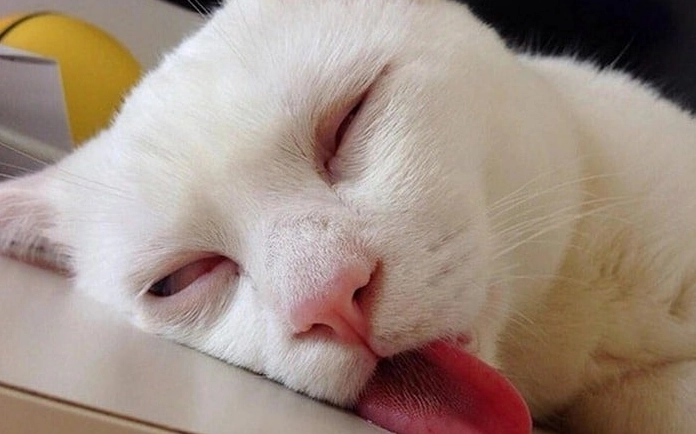 Ảnh meme mèo buồn ngủ vui nhộn trên ghế sofa