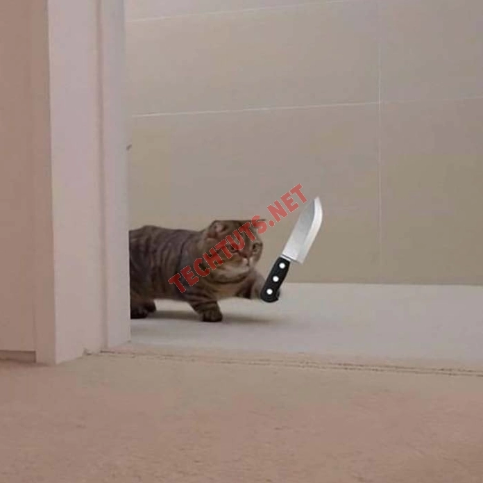 Ảnh meme mèo cầm súng với vẻ mặt nghiêm trọng