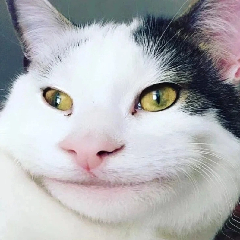 ảnh meme mèo cười khinh bỉ bá đạo