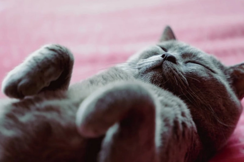 Ảnh meme mèo cute đang liếc nhìn đầy tinh ranh