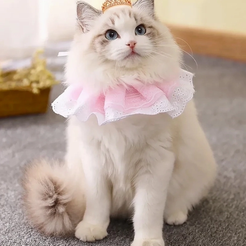 Ảnh meme mèo cute với vẻ mặt khó chịu và hờn dỗi