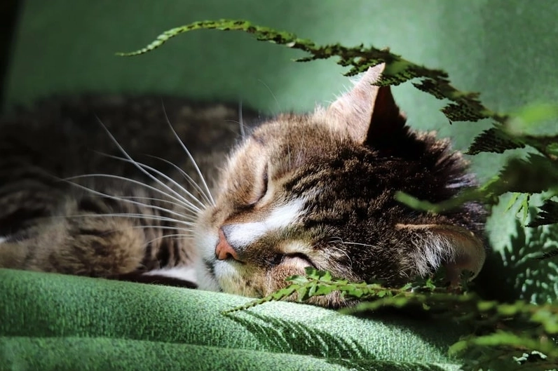 Ảnh meme mèo dễ thương đang ngủ say sưa trên sofa ấm áp