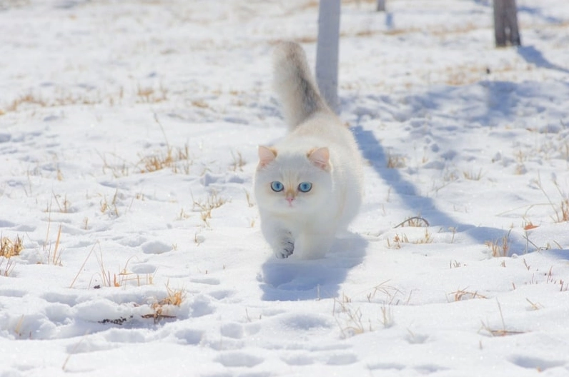 Ảnh meme mèo dễ thương đang ngước nhìn với vẻ mặt tò mò