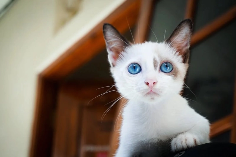 Ảnh meme mèo dễ thương đang thò đầu ra khỏi hộp carton