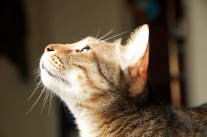 Ảnh meme mèo dễ thương với biểu cảm hờn dỗi và khó chịu