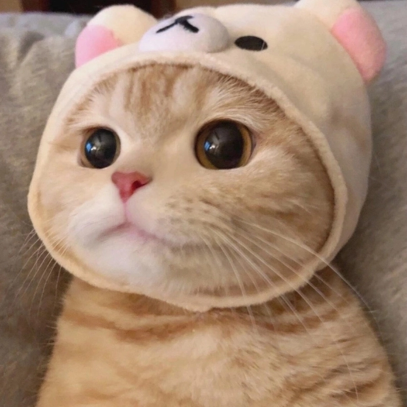 Ảnh meme mèo dễ thương với đôi mắt ngạc nhiên mở to