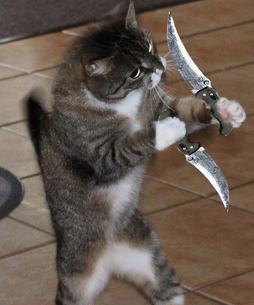 ảnh meme mèo gạ kèo đánh nhau