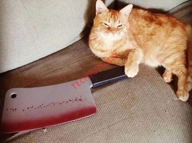 Ảnh meme mèo giang hồ đang 