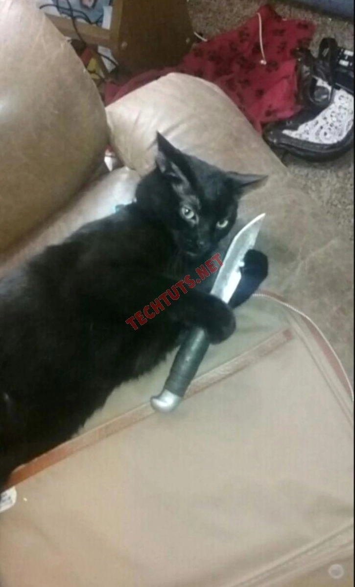 Ảnh meme mèo giang hồ với con dao to tướng