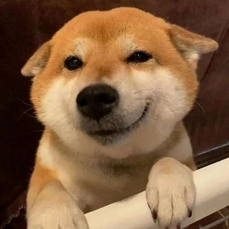 ảnh meme mèo khinh bỉ qua ánh mắt sắc lạnh