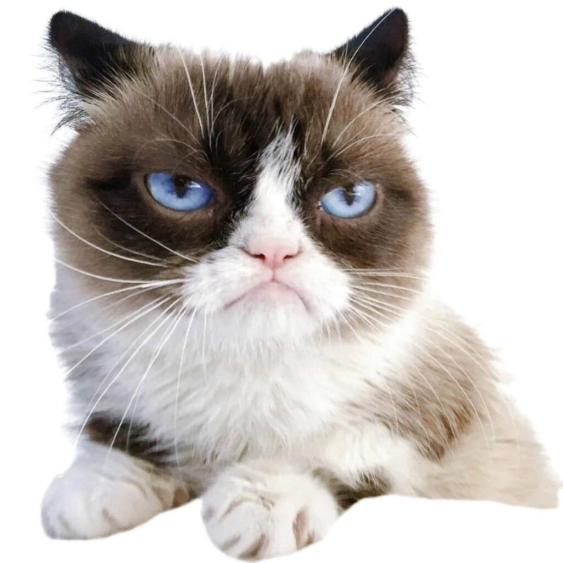 ảnh meme mèo khinh bỉ với ánh mắt châm chọc