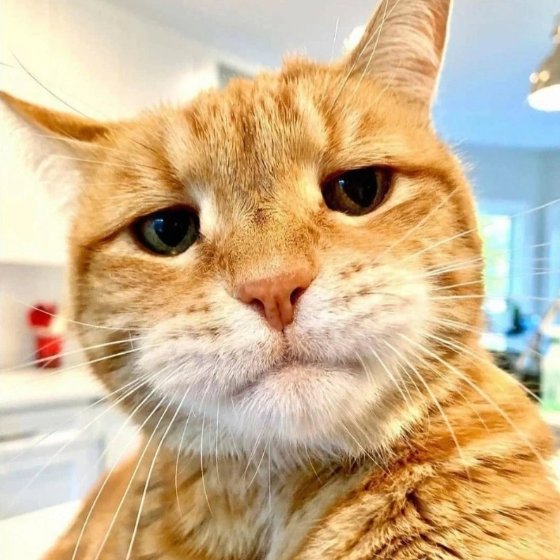 ảnh meme mèo khinh bỉ với ánh mắt gắt gao