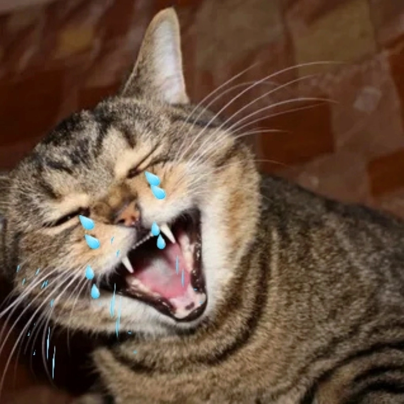 Ảnh meme mèo khóc biểu cảm khó đỡ