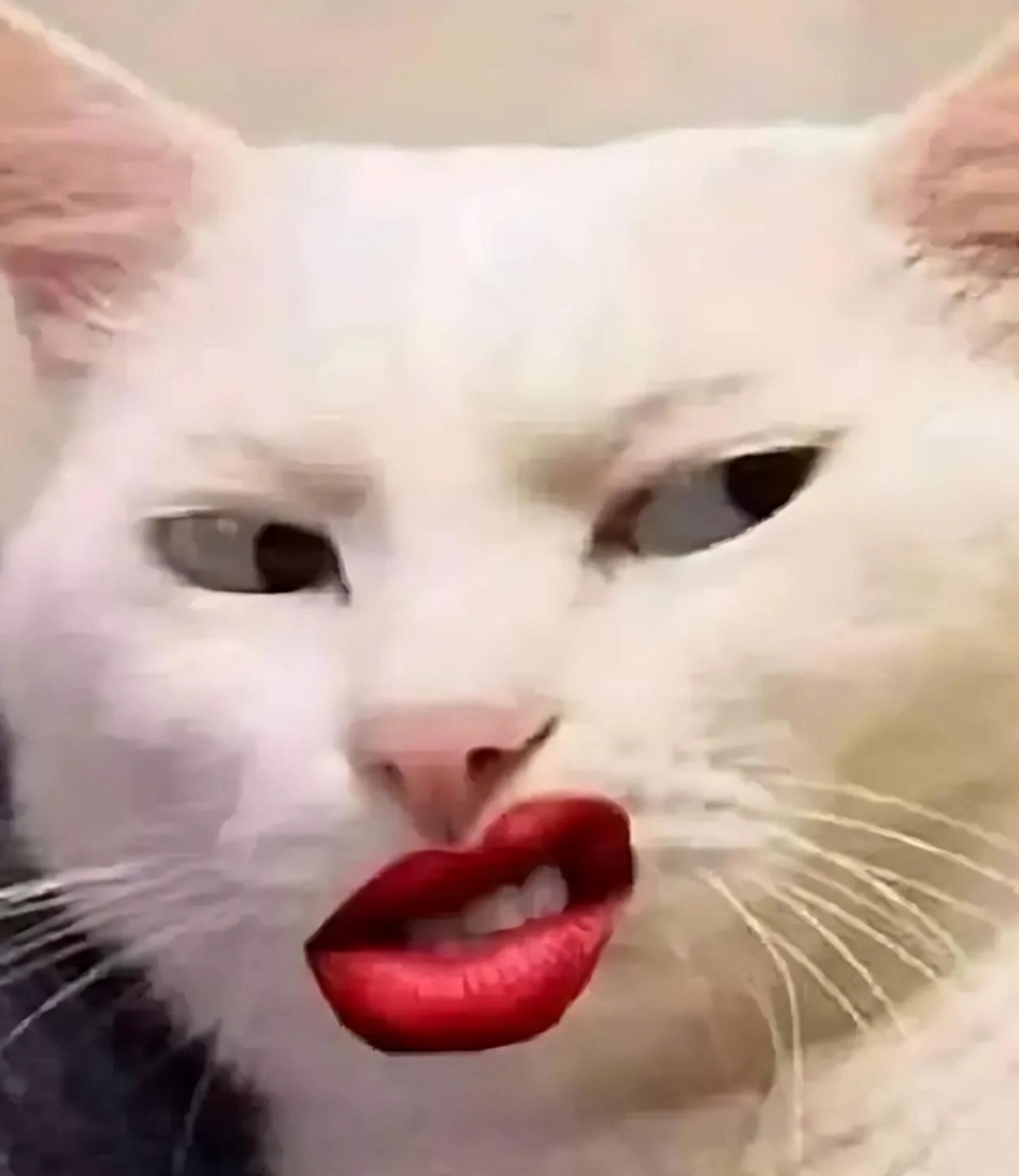 Ảnh meme mèo Liên Quân với vẻ mặt đắc thắng đầy ẩn ý