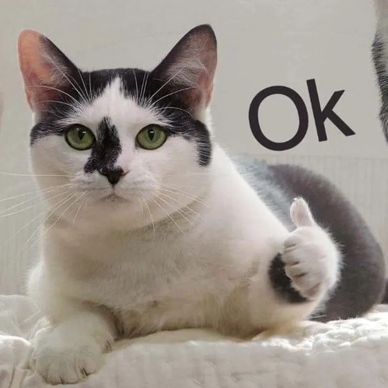 Ảnh meme mèo like hot trend với biểu cảm ngạc nhiên