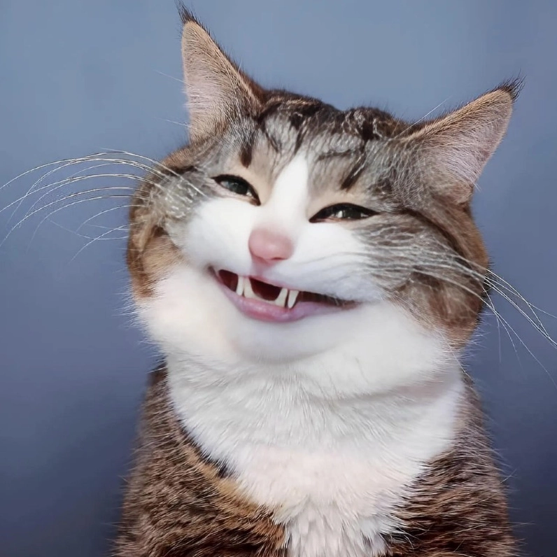 20+ Ảnh Meme Mèo Mắt Thâm Cận Cảnh và Biểu Cảm Thấu Đáo 8 Ảnh meme mèo mắt thâm cười đểu hở răng đầy sự châm chọc