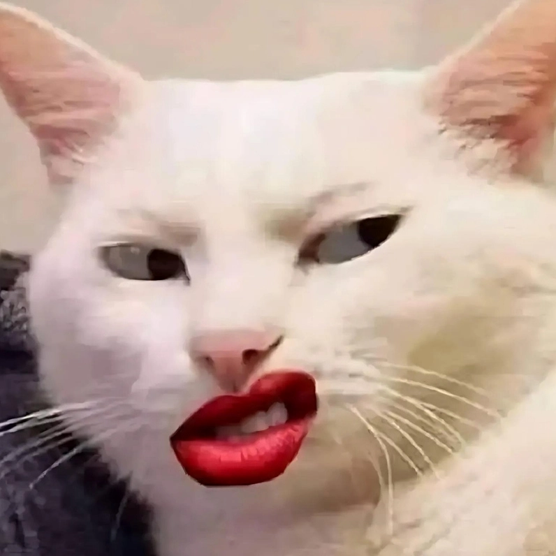 20+ Ảnh Meme Mèo Mắt Thâm Cận Cảnh và Biểu Cảm Thấu Đáo 10 Ảnh meme mèo mắt thâm cười nhếch mép đầy vẻ hỗn láo