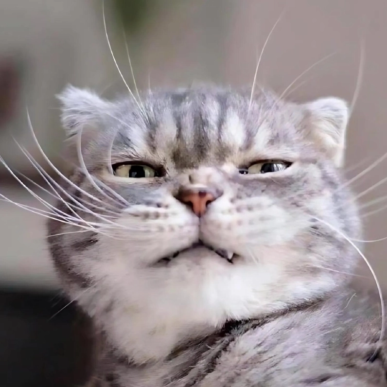 20+ Ảnh Meme Mèo Mắt Thâm Cận Cảnh và Biểu Cảm Thấu Đáo 11 Ảnh meme mèo mắt thâm cười nhếch mép giả trân đầy mệt mỏi